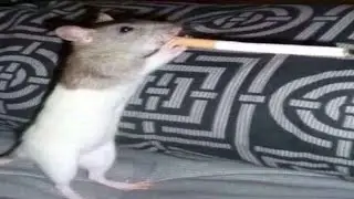Rap Rat Re-Imagining - A Prototype Ebay listing(Read the Description)