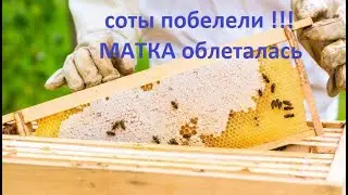 #пчёлы