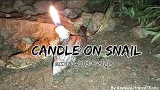 Candle On Snail ( ගොළුබෙළි පන්දම )