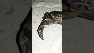 Crab on road crab 🦀🦀🦀🦀#shorts #fishingcrab,crabs,rave,tropical,relaxing,crab champions,blue,palm,tre