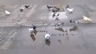 03.12.2023.Голуби Игоря Тихонов. Луганск.