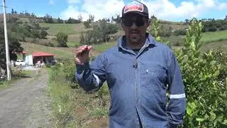 Entrevista a German Jarrín sobre el cultivo de aguacate.