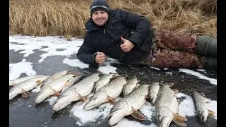 Жерлицы. Первый лед. Много поклевок, в основном трофеи.