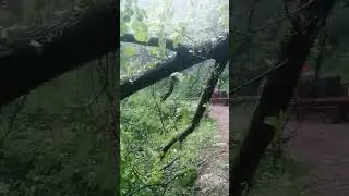 perchè è pericoloso intervenire su una pianta schiantata ...  #lavitaincascina #gliortidimauro