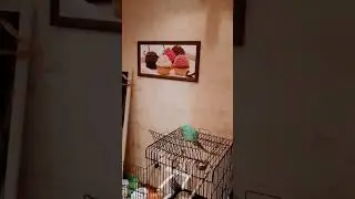 Попугай Рикко суетится #попугай #животные #parrot