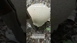 белый