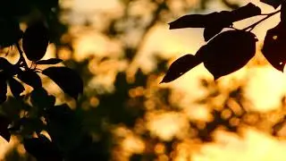 Sample Videos 2