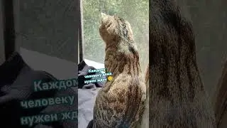 ЖДУН #ждун #funny #kitten #cute #cat #pets #funnycats #catlover #animals #cutecat #котикисмешные