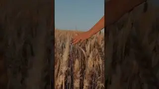 Стая журавлей #маримар #shorts