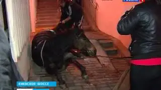 Кража лошадей - дело непростое ...