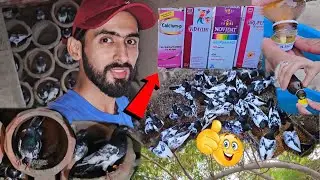 Hr Bimari Ka Elaj Ha Ap Ky Birds Save Ho jy gy #ZahidZHB 😍🐊🐪🐆🐩🐈🐕🐦😎😟😮#ZahidZHB