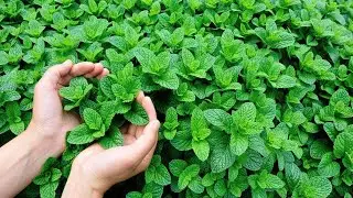 Como Fazer Geleia DE Hortela - CURSO DE GELEIA