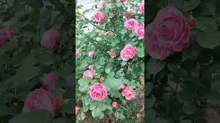 А вам можно со мной?Нужно!!☺️ПРОГУЛКА ПО НАШЕМУ САДУ.Что растёт,а что уже и съели 😋😉🌷