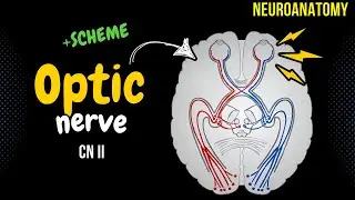 CN 2: Optic Nerve (SIMPLE scheme + Animation)