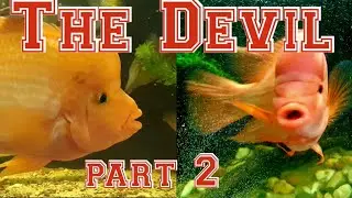 Monster Red Devil Cichlid part 2