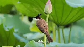 White Noise: Soothing Lotus Lake with Bird Songs, Wind & Water Sounds
