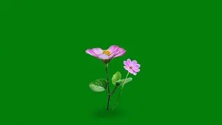 Flower moving green screen | pink flowers green screen | flower effect green screen video