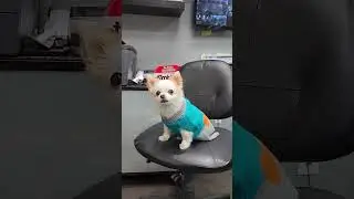 Cuteness Overload. #dog #doglover #shorts