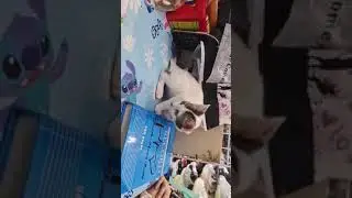 MASUNURING PUSA