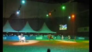 Шоу Дикий Запад  на Всероссиёской конной выставке .