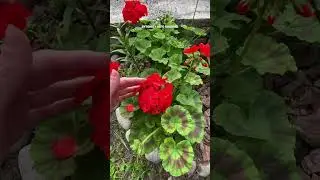Что стало с геранью из семян…🌺 #герань #хобби #сад #рассада #shorts