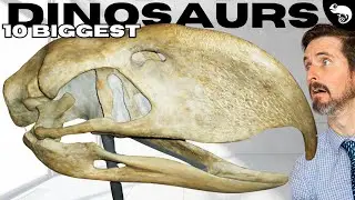 The 10 LARGEST Birds That Have Ever Lived
