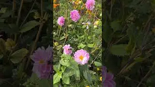 Apple Day: Dyer's Garden