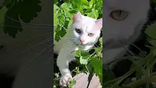 Cats and Catnip In The Garden #gardening #cat #cute #catnip #animals #shorts #catsofyoutube #cats