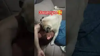 #собака #pug #забавные #животные #милый #собаки #мопс