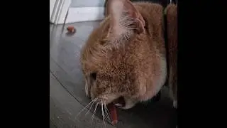 cute cat Growls with his stick treat