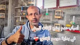 أسباب عدم وضع الإناث للبيض في بداية موسم الإنتاج ❤️‍🩹
