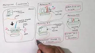 Macrolides and Ketolides