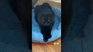 Котики и кошки!! Гости.. идите домой🤣🤣