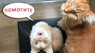 ОГРОМНЫЕ КОТЫ встретились НА СТРИМЕ!