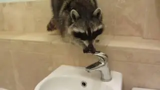 Крошка енот)))