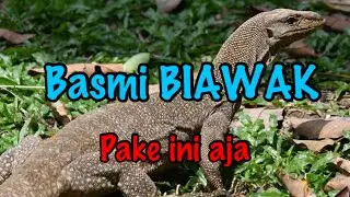Racun biawak ampuh