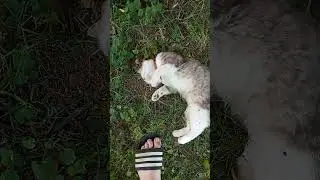 тайский массаж котэ стопами