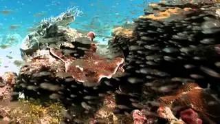 Футажи для видео   Подводный мир 3