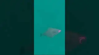 Teaser 4 l Incredible week of fly fishing for halibut in Sørøya l Flymaniacs