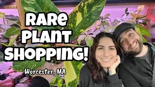 SO MANY RARE PLANTS!! 🌿 Amazing Selection & Prices at The Plant Ward in Worcester ✨️ plant shopping