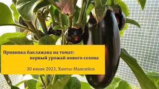 Первые баклажаны на томатных корнях сезона 2021
