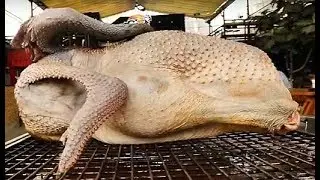 GIANT WHOLE OSTRICH-Butchering and Cooking, Bangkok Thailand