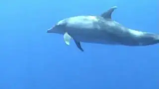 Танцы с дельфинами. Dance with dolphin