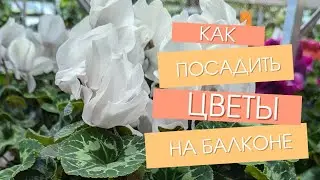 как я посадила первые мои цветы на балконе