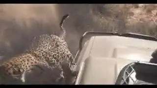 Killing animals