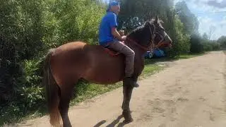 Кобылица Дыма👍💯💯