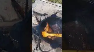 Карп зеркальный