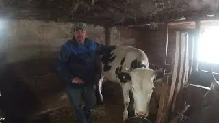 A YOUNG HEIFF GOT PREGNANT AT THE FIRST TIME FROM A VILLAGE BULL!