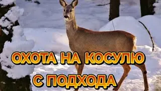 ОХОТА С ПОДХОДА НА КОСУЛЮ ПЕРВЫЙ РЕЗУЛЬТАТ