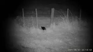 Test of Pard NV019 Handheld IR scanner